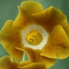 Primula Auricula Curry Blend - Abriachan Nurseries